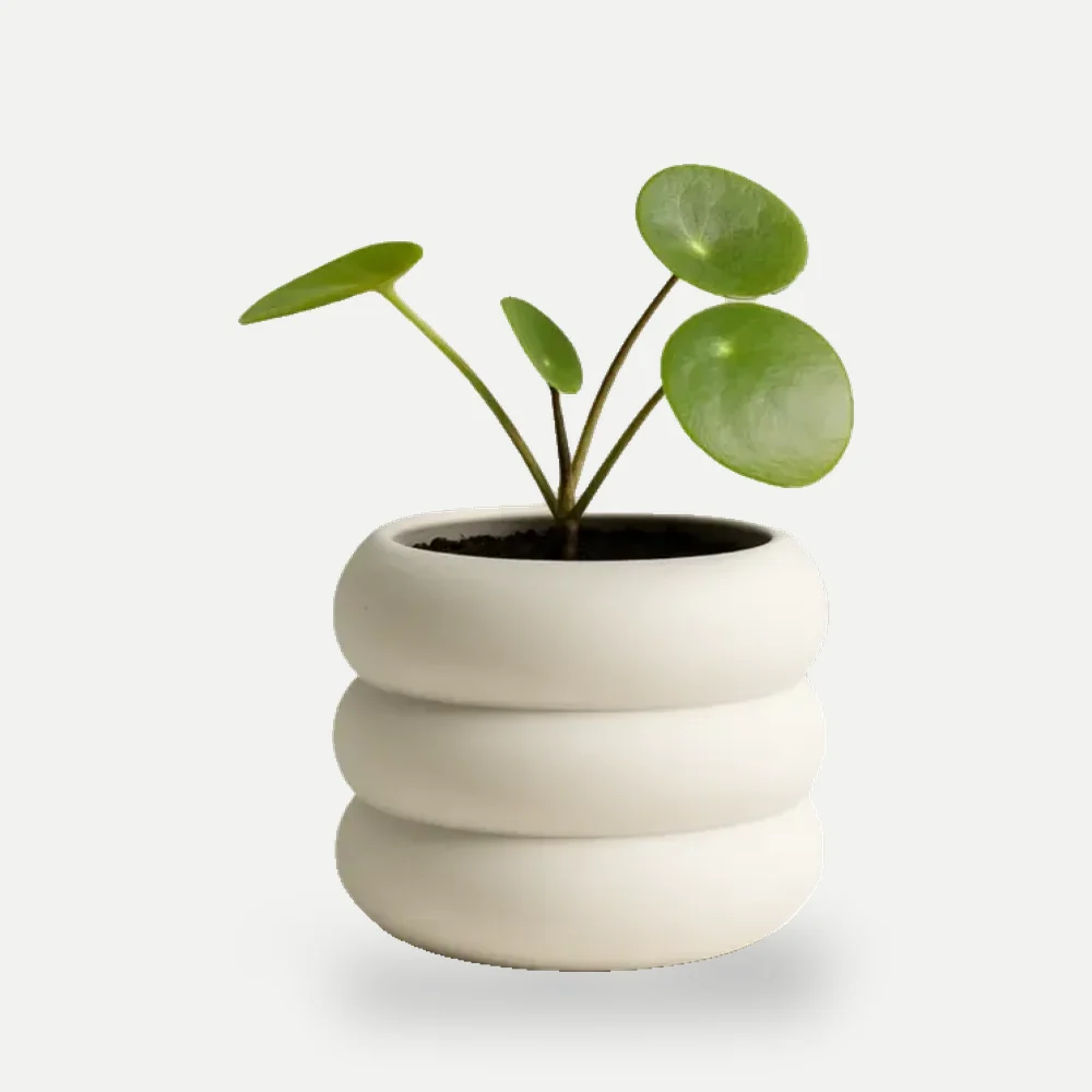 Mini vaso de anéis